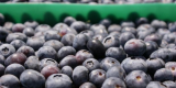 BLUEBERRIES FROM PERU